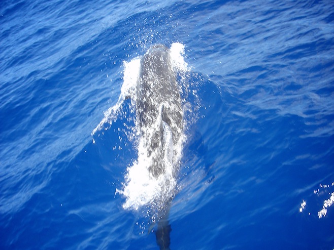 Tonga En Route False Killer Whale2.JPG (137252 bytes)